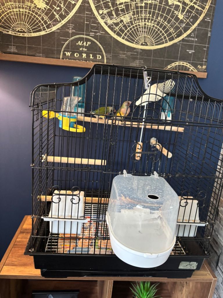 Bird cage 