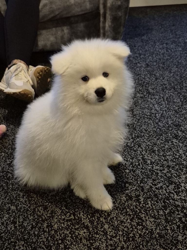 Samoyed puppy