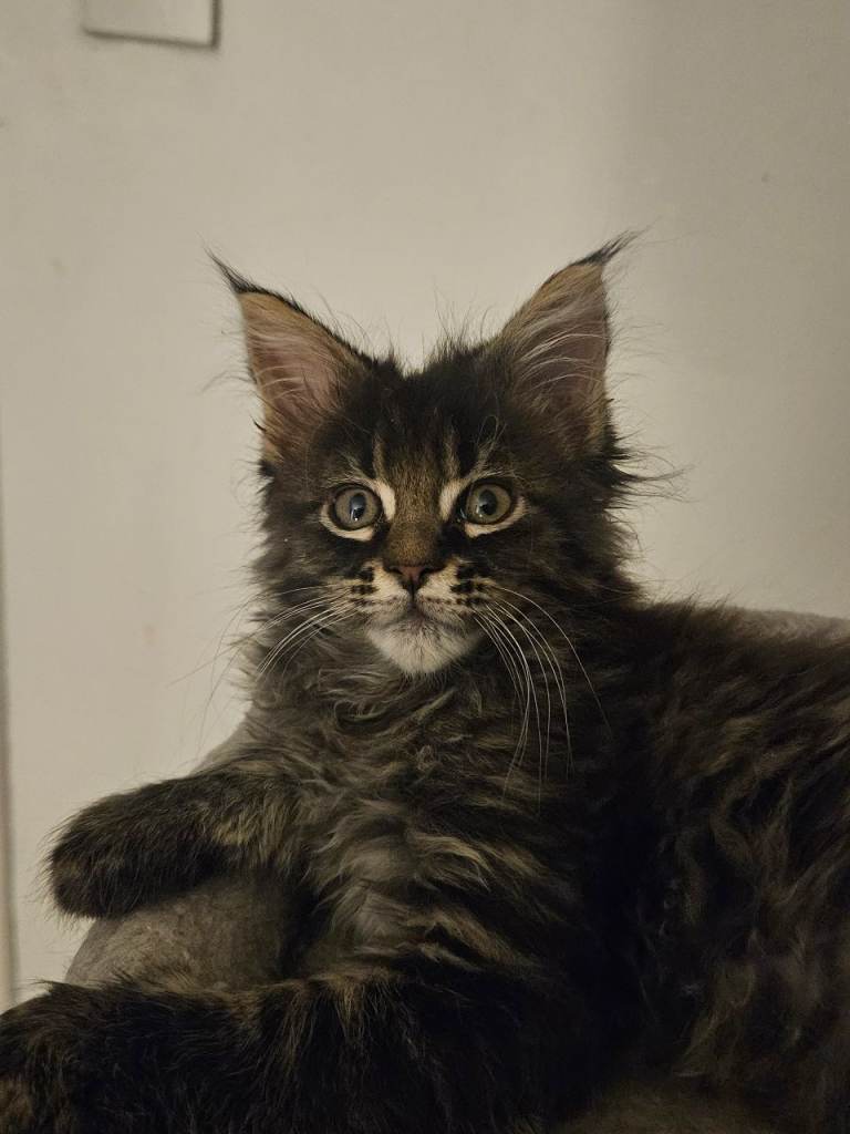 Maine Coon female kitten for sale (GCCF REGISTERED)