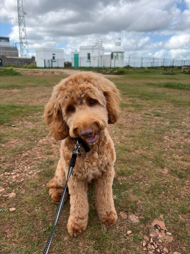 8 month old standard cockapoo