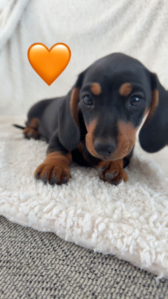 BLACK & TAN FEMALE AVAILABLE 