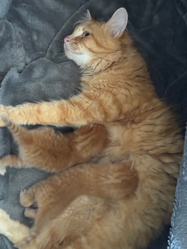 2 orange boys. 