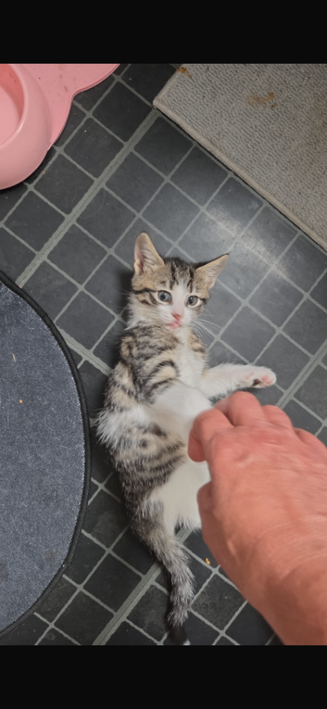 cat