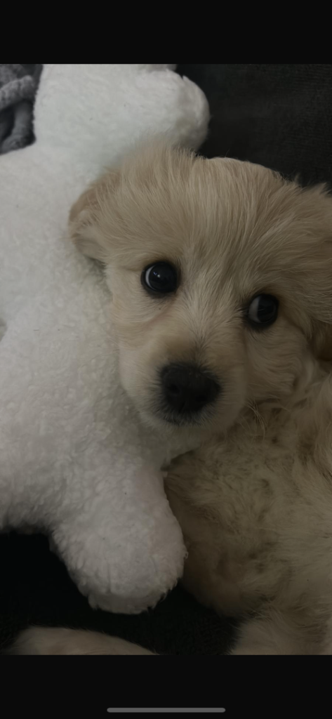 Mixed breed 4 months old boy 