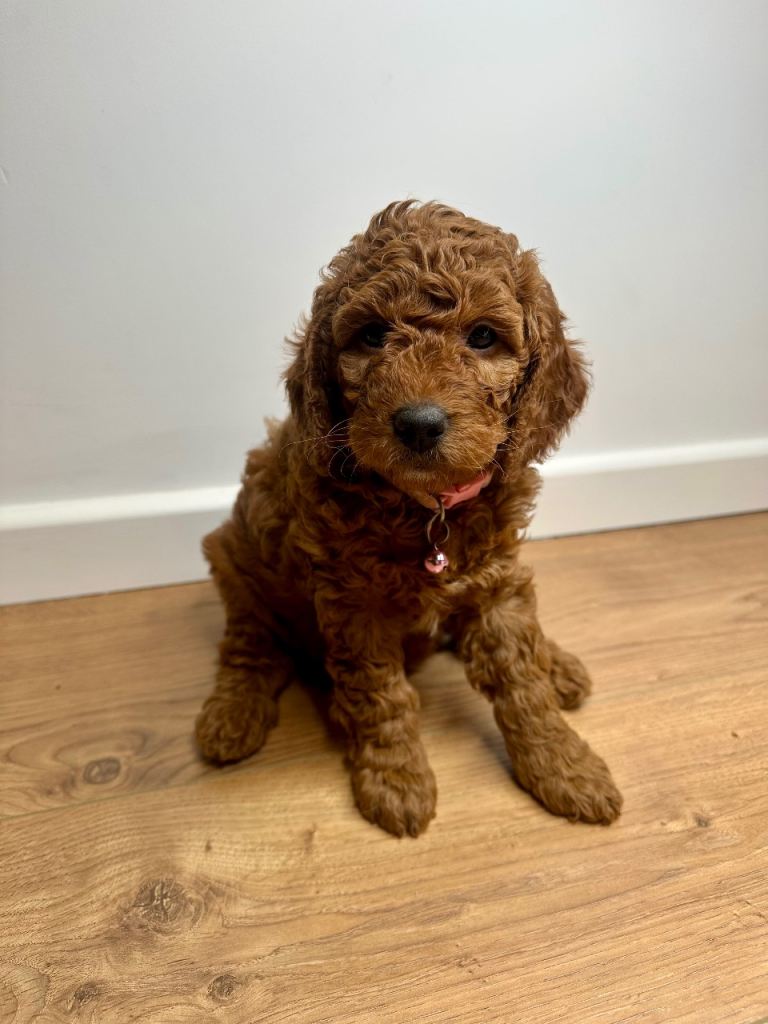 (Only girl available)Beautiful red Cockapoo puppies ready 14 of January 