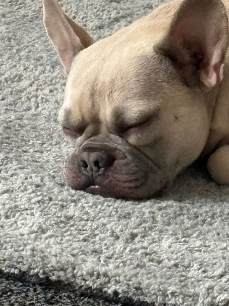 French bulldog living friendly male 