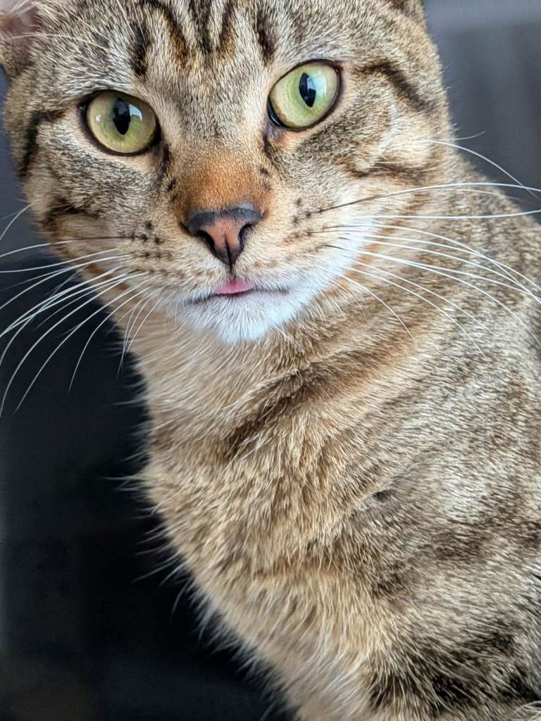 Cats
