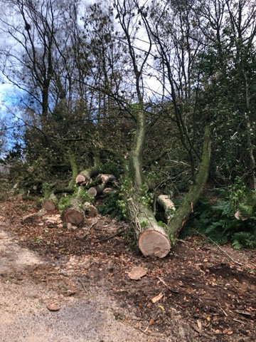 Fallen trees wanted. Tree trunks. Logs wanted. Tree surgeon. Free collection. Fire wood.Garden