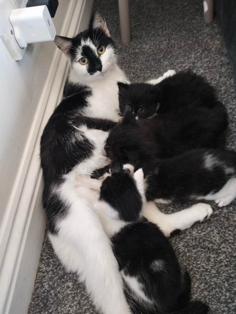 Ragdoll Tuxedo kitten