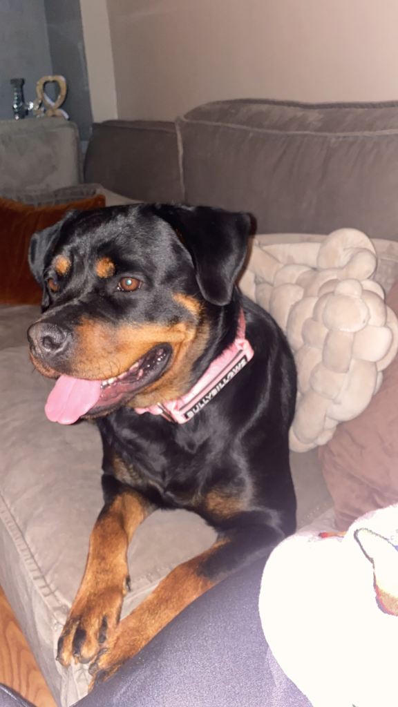 Rottweiler female 