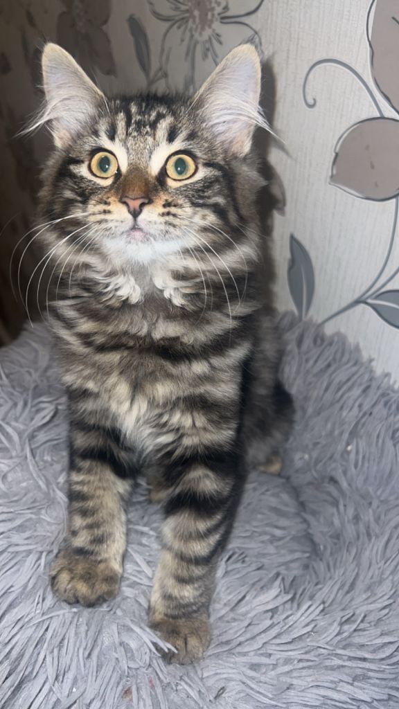 Male kittens for sale 