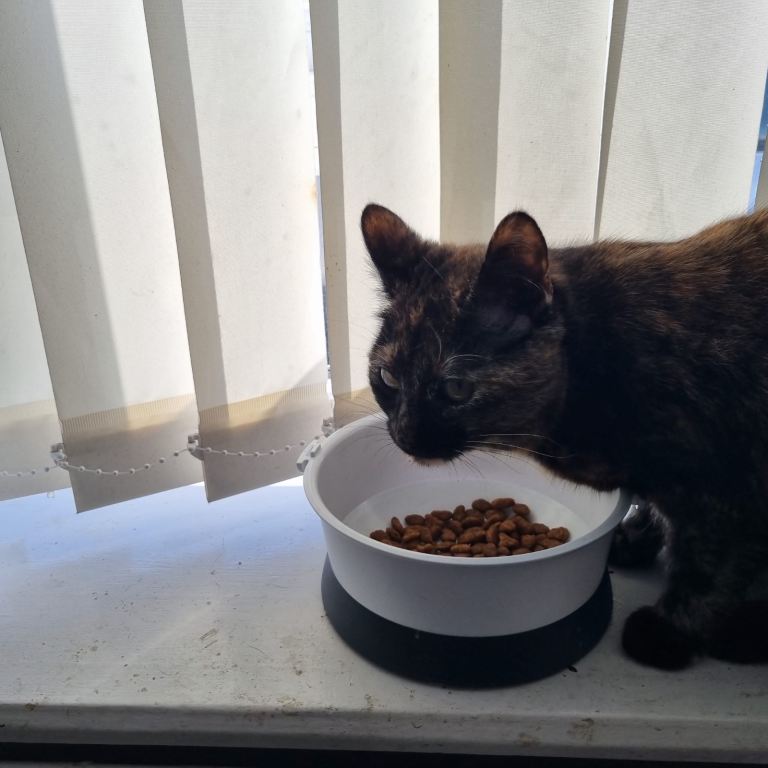 9 months old cat