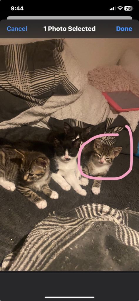 Boy tabby kitten now reserved