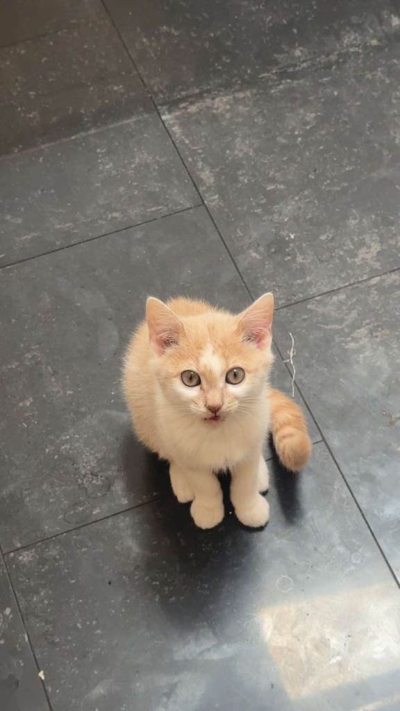 British Shorthair cross ginger kitten 