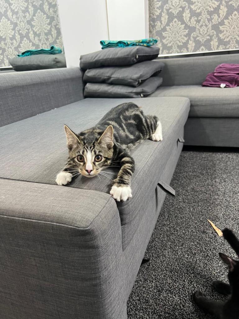 3 lovely kittens looking for new homes one tabby and 2 black and white  