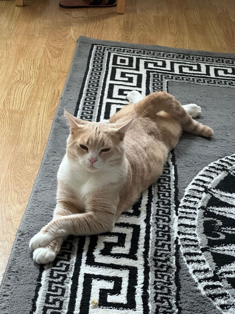 cat boy