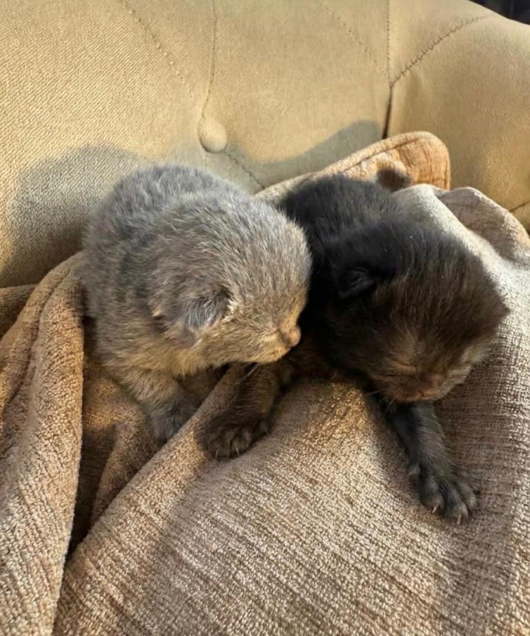 British shorthair 