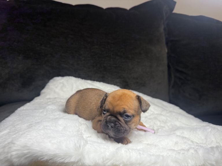 Beautiful French Bulldog Puppies 