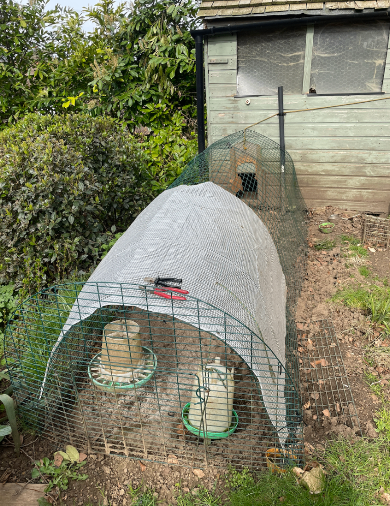 chicken run