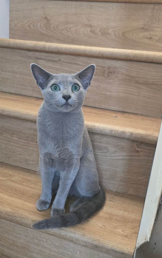 Russian Blue 