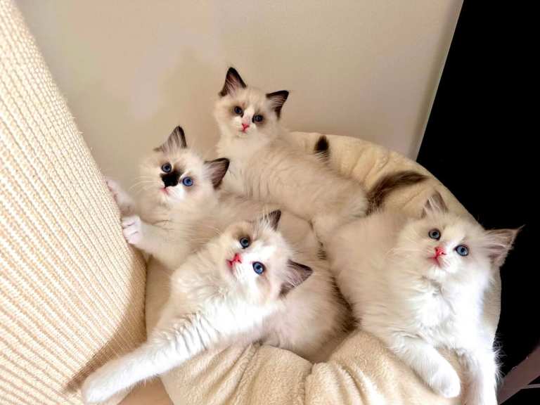 Beautiful Ragdoll Kittens – 4 Girls Ready for Their New Homes
