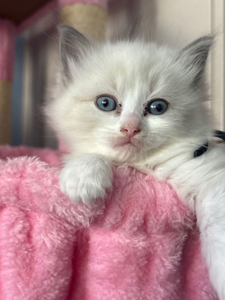 Black collar boy ragdoll kitten still available 