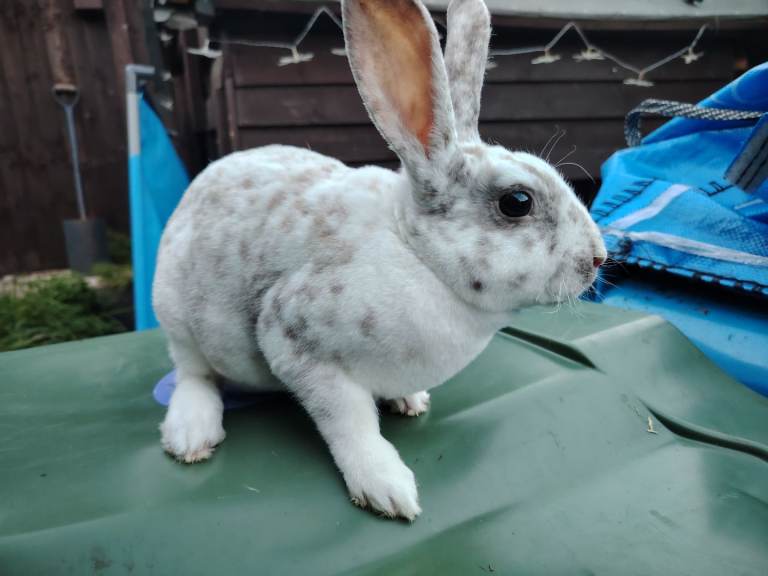 5 lovely mini rex boys 