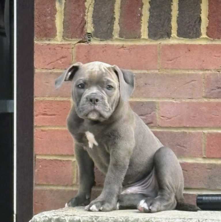 Old time English bulldog