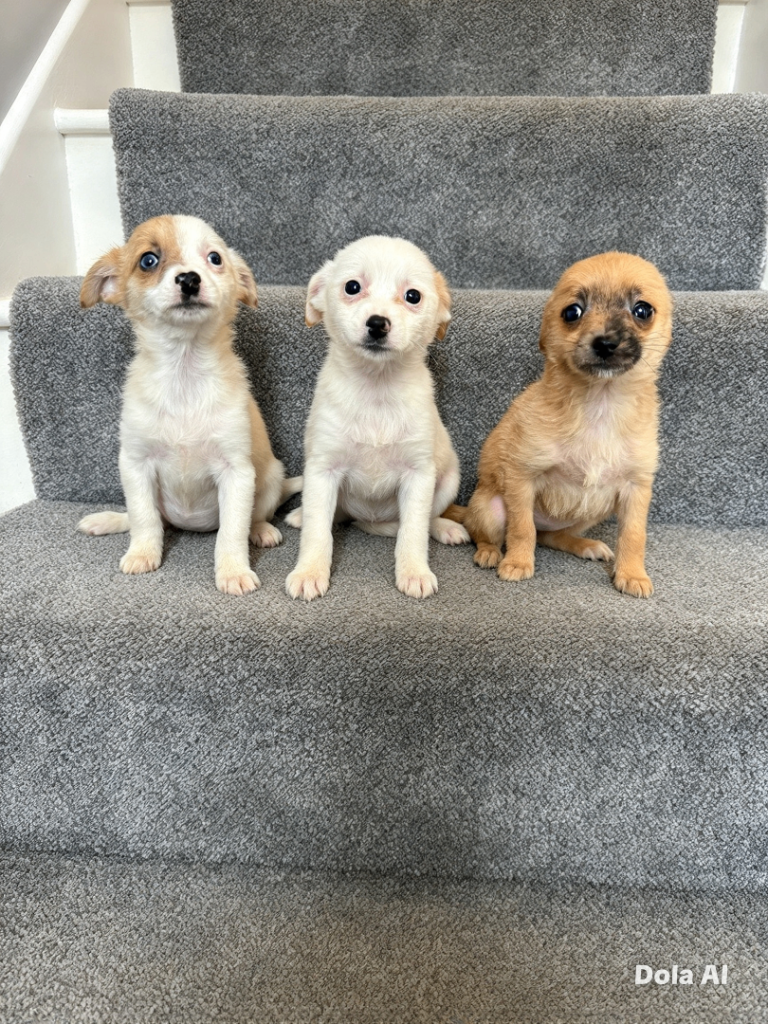 Jackapoo puppies ready now girls