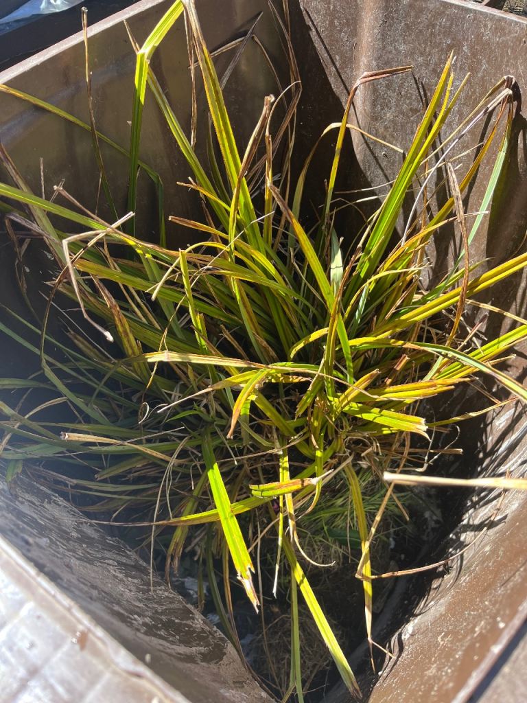 FREE LARE MARGINAL PLANT POND