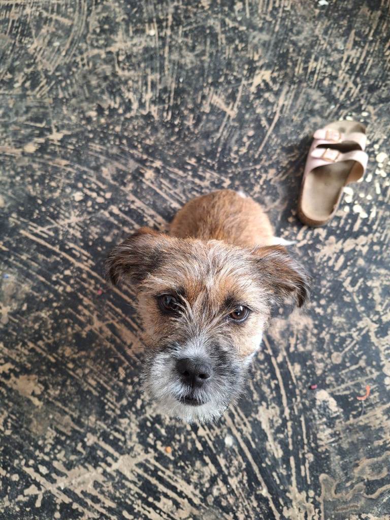 Beautiful shih tzu / jack russell pup