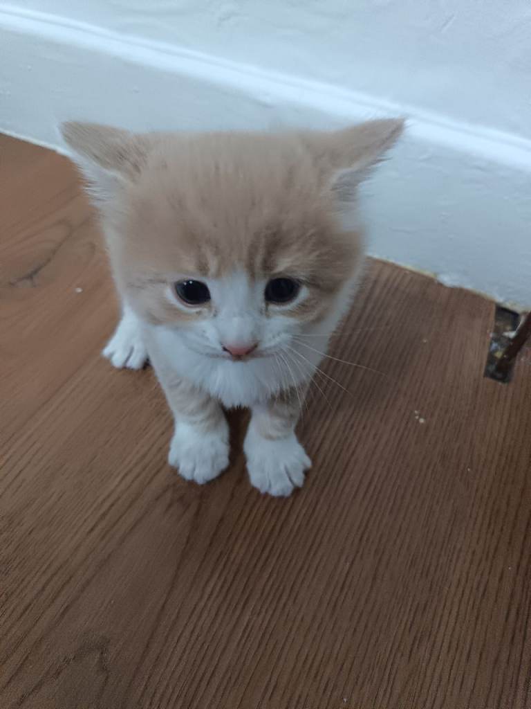 for sale beautiful boy like cappuccino late😅