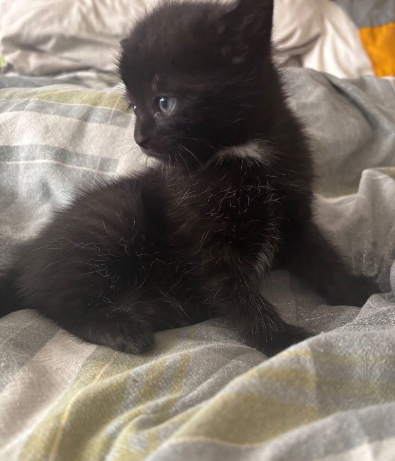 3 beautiful kittens 