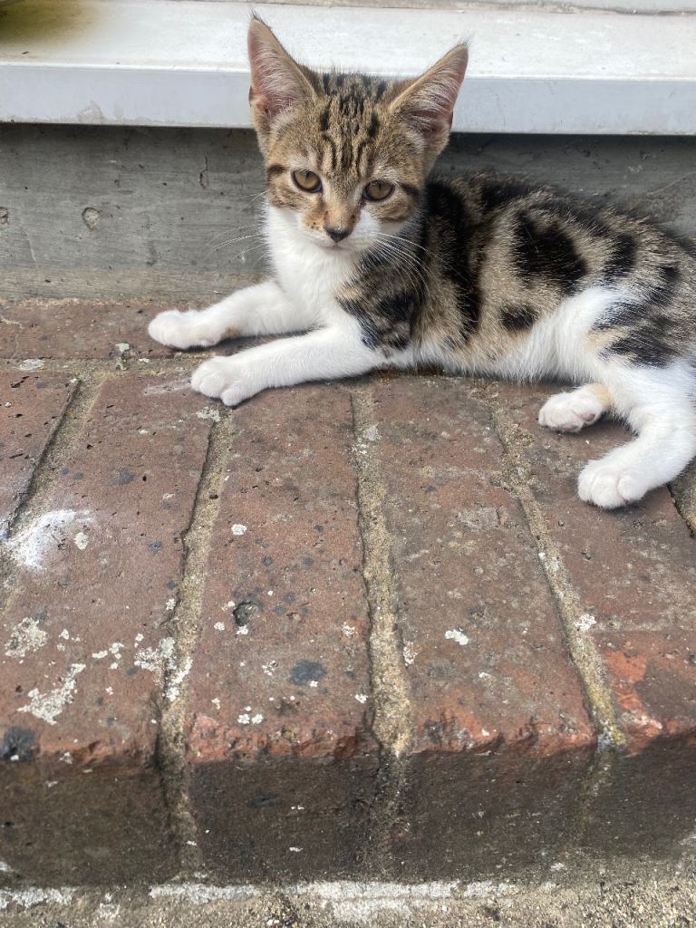 Happy Friendly Kitten