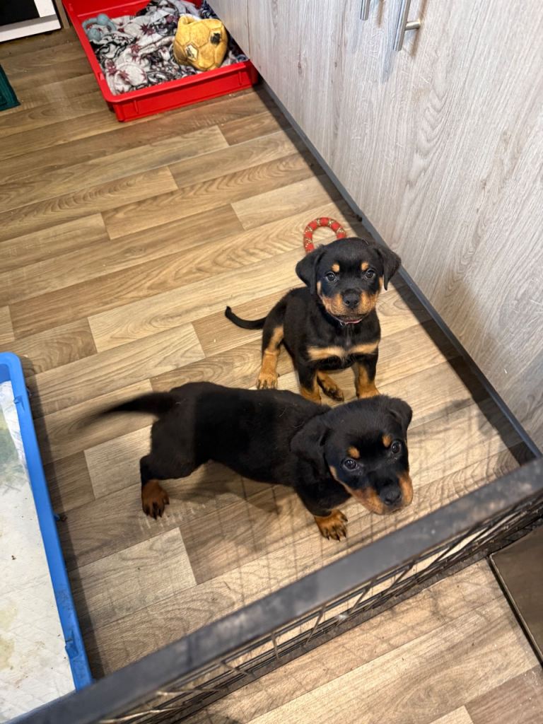 9 big chunky Rottweiler puppies