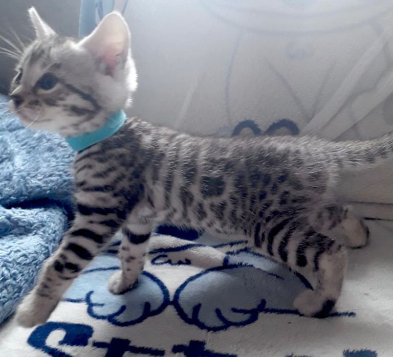 3 beautiful silver bengal kits