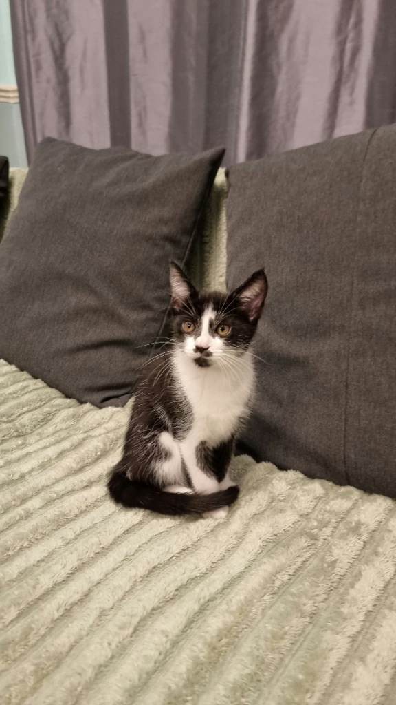 Vaccinated kitten, deflead, dewormed, ready for new home.