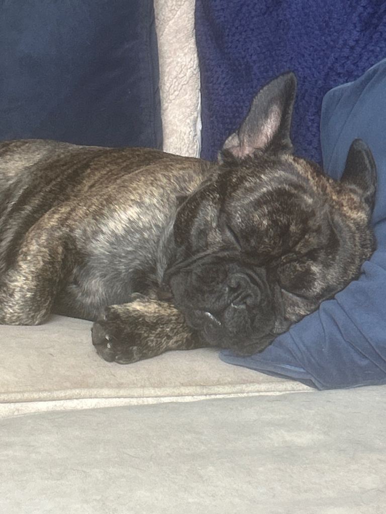 Frenchton 1 year, 2months old 