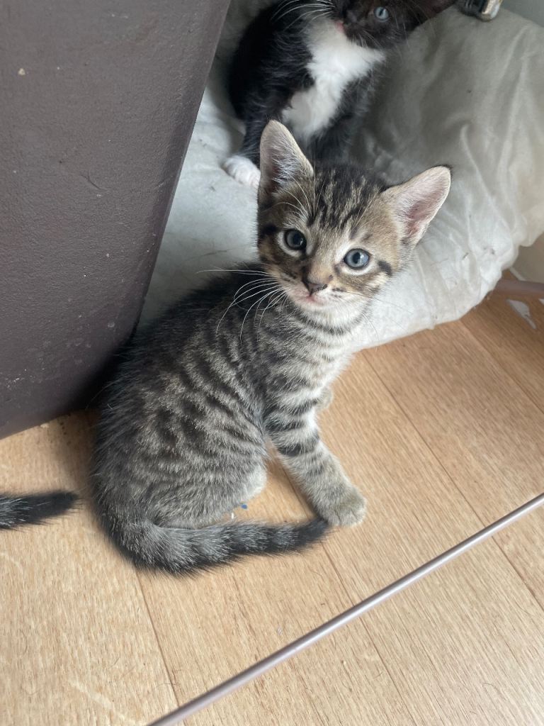 4 Kittens 
