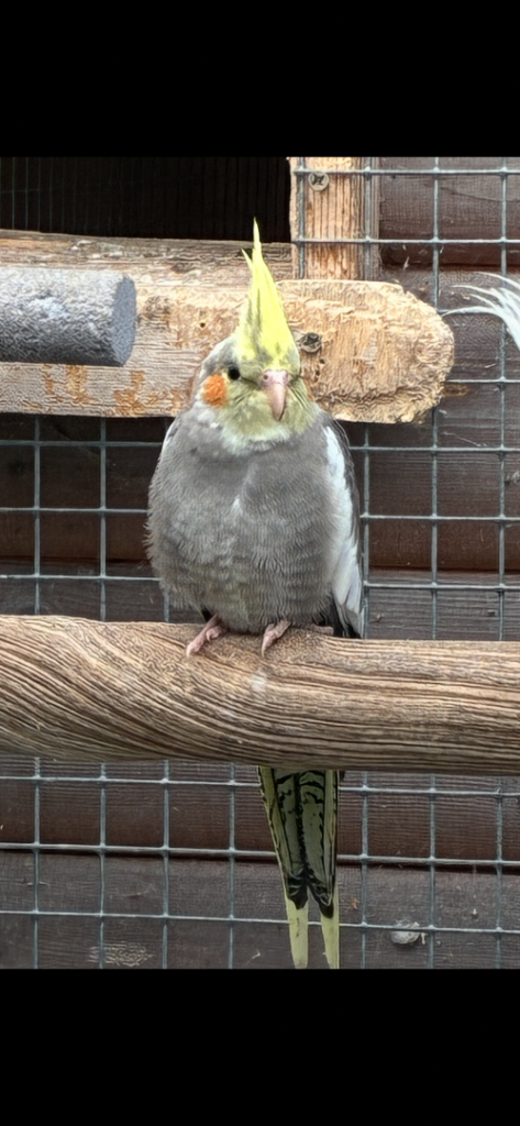 Cockatiels SOLD SOLD