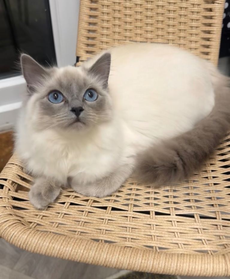 Ragdoll cat