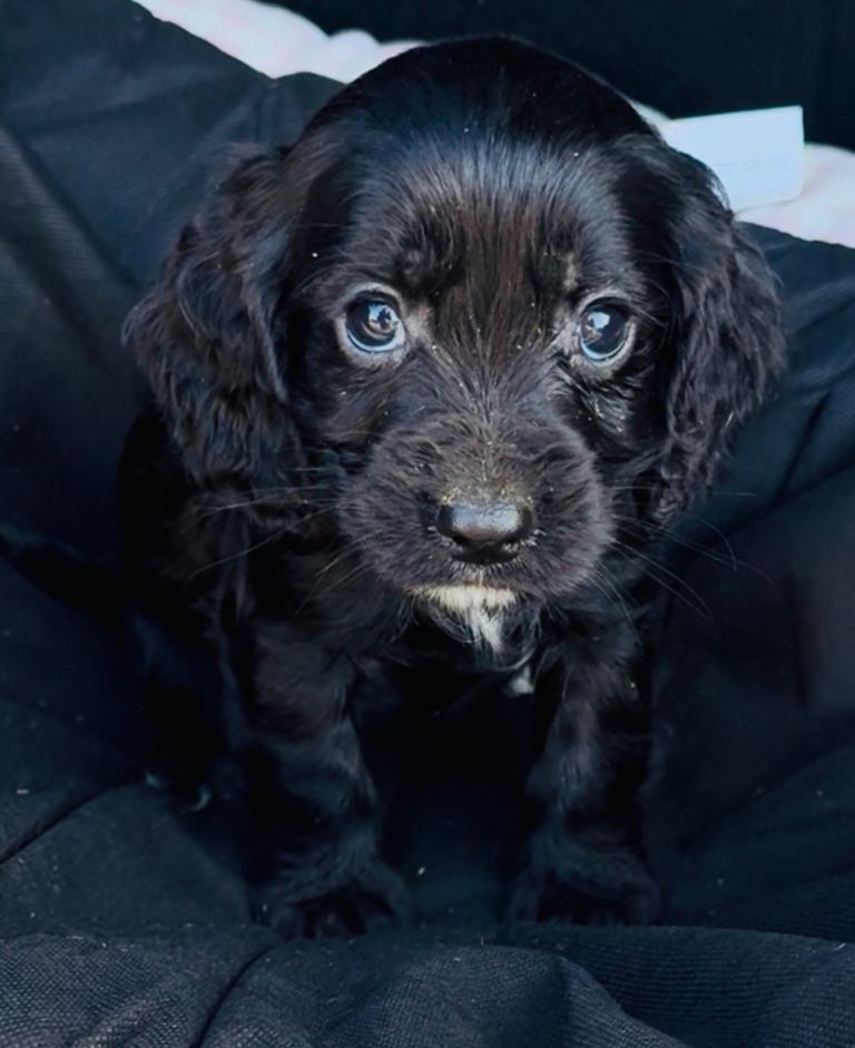 2 gorgeous show cocker spaniel puppies ready now 