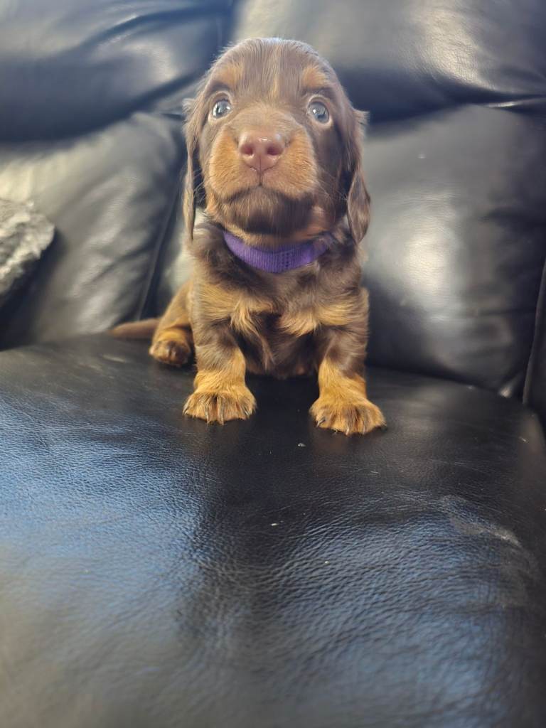 Minature Chocolate & tan Longhaired
