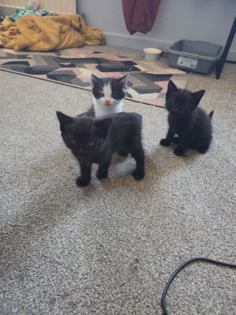 Kittens looking for their forever home 