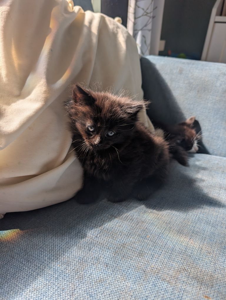 Black/brown fluffy kittens