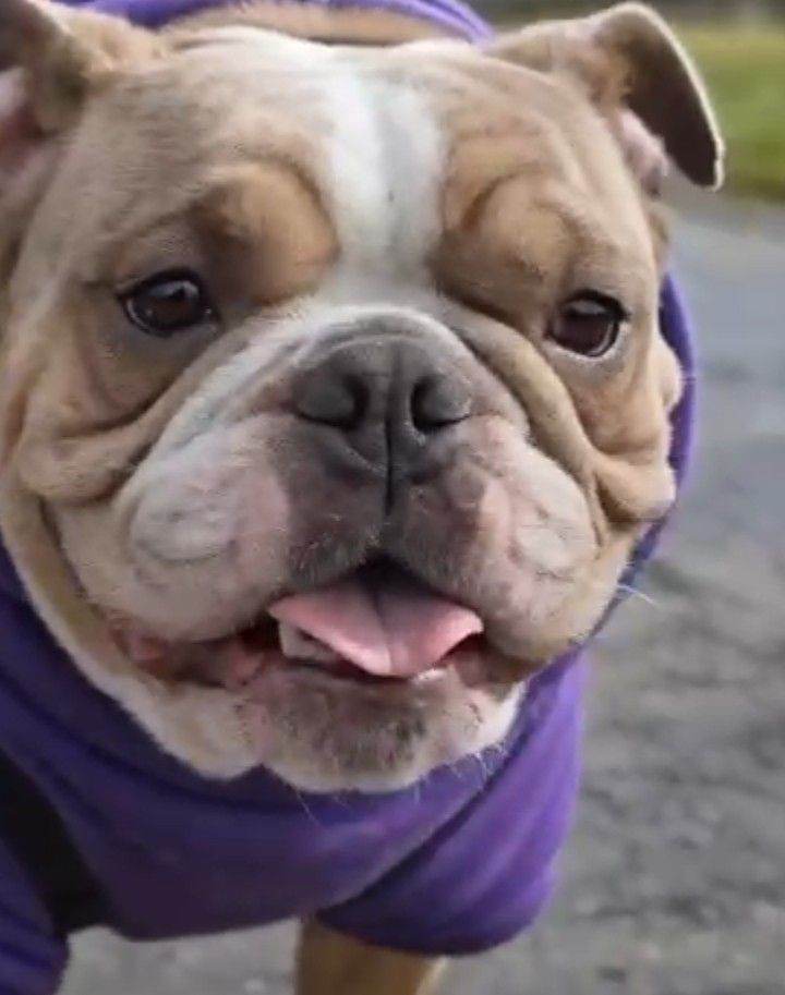 Pet Owners & Pet Carer's 