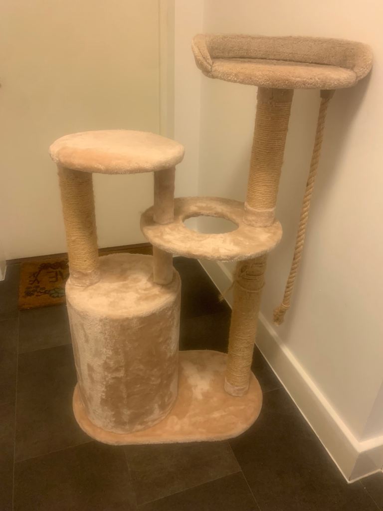 Car /kitten Scatches tree