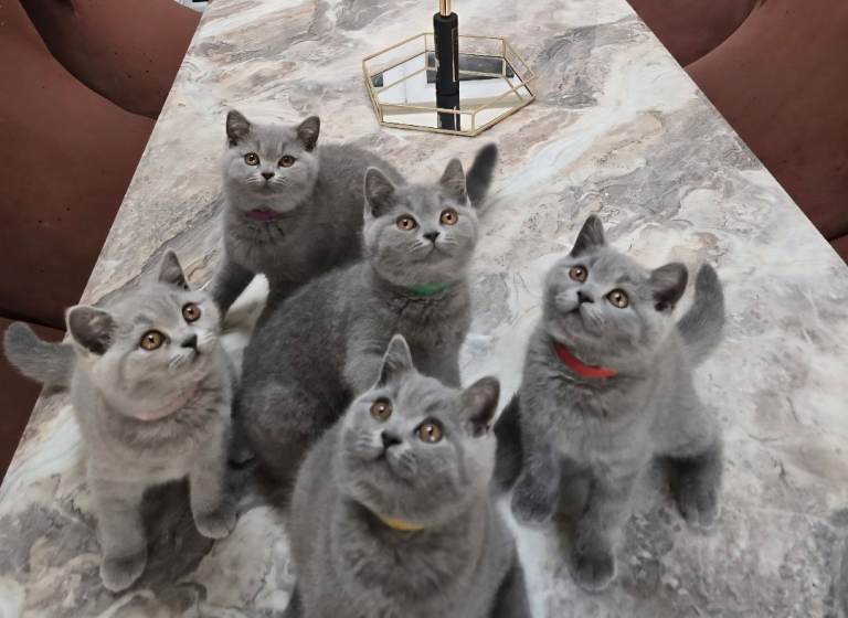 Stunning Adorable British Short Hair Kittens