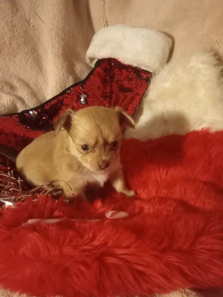 Chihuahua puppies 