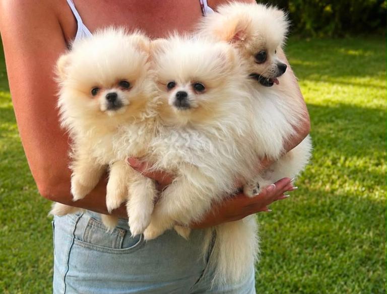 Pomeranian puppies